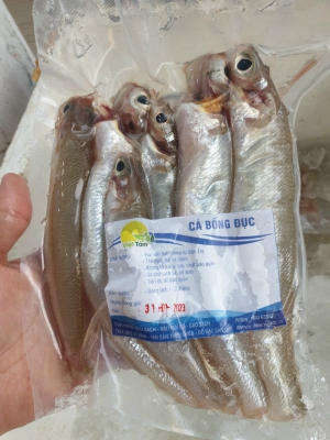 Cá Bống Đục - Thiên Nhiên
